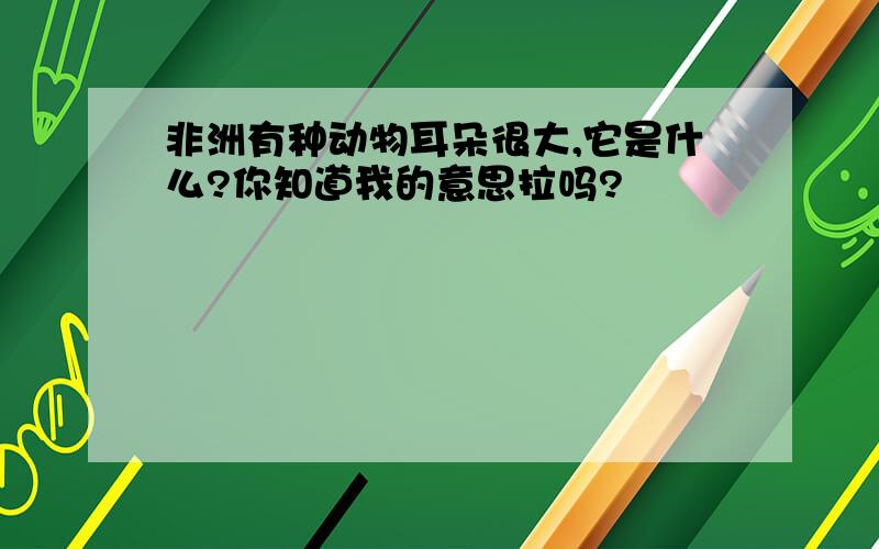 非洲有种动物耳朵很大,它是什么?你知道我的意思拉吗?