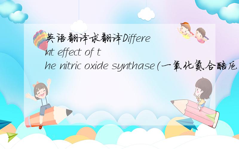 英语翻译求翻译Different effect of the nitric oxide synthase（一氧化氮合酶抑制剂） inhibition between the cortical and trabecular bone of osteoporotic female rats submitted or no the physical activitySummaryIntroduction.—The object