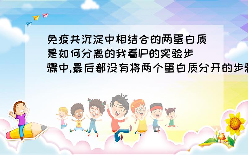 免疫共沉淀中相结合的两蛋白质是如何分离的我看IP的实验步骤中,最后都没有将两个蛋白质分开的步骤,难道是在前面的步骤中相结合的两个蛋白质自己已经分开了吗?为什么呢?如若不是,难道