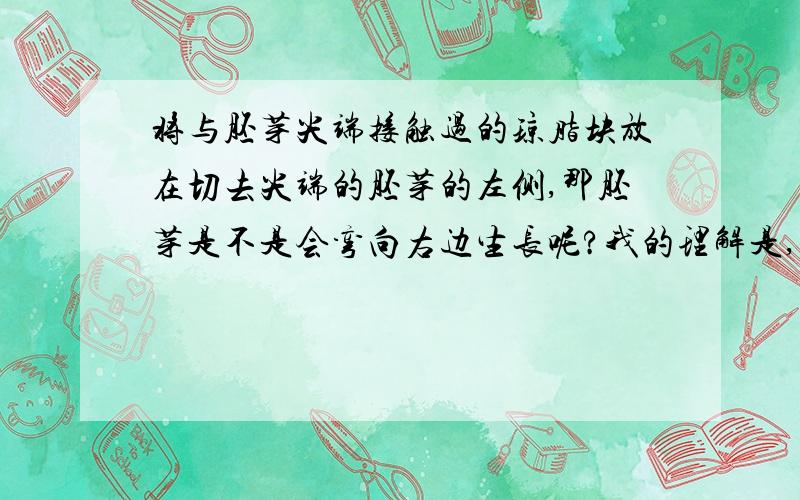 将与胚芽尖端接触过的琼脂块放在切去尖端的胚芽的左侧,那胚芽是不是会弯向右边生长呢?我的理解是,琼脂块上有生长素,如果放在胚芽左侧,那么它左侧生长得就比较快,就慢慢地弯向右边,