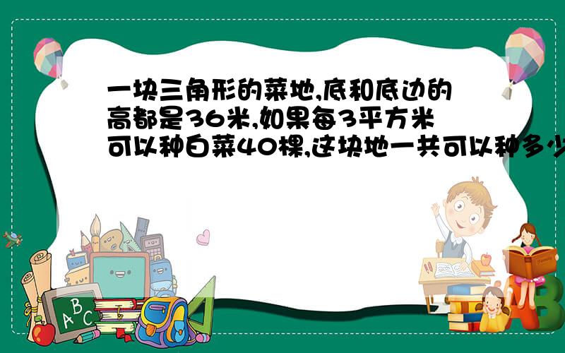 一块三角形的菜地,底和底边的高都是36米,如果每3平方米可以种白菜40棵,这块地一共可以种多少棵白菜?如果每棵白菜长成后约重2.5千克,这块地一共可以产多少千克?