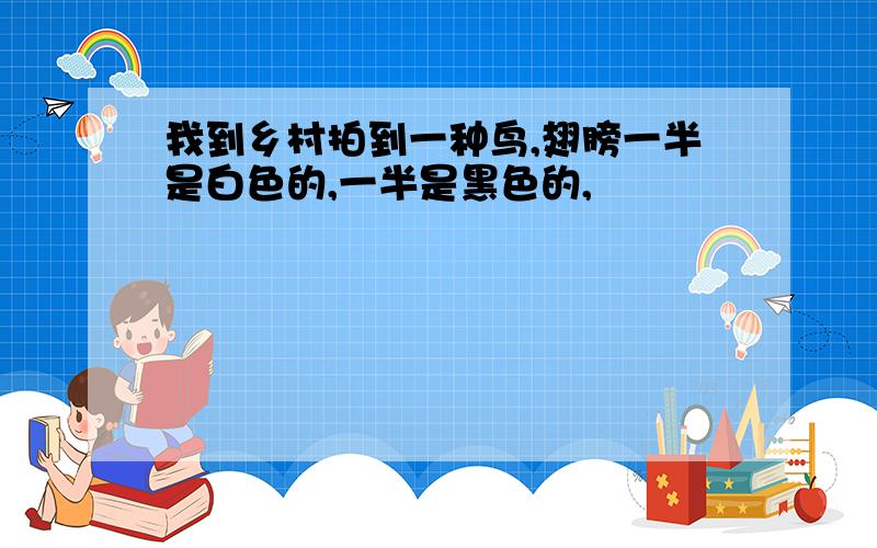 我到乡村拍到一种鸟,翅膀一半是白色的,一半是黑色的,