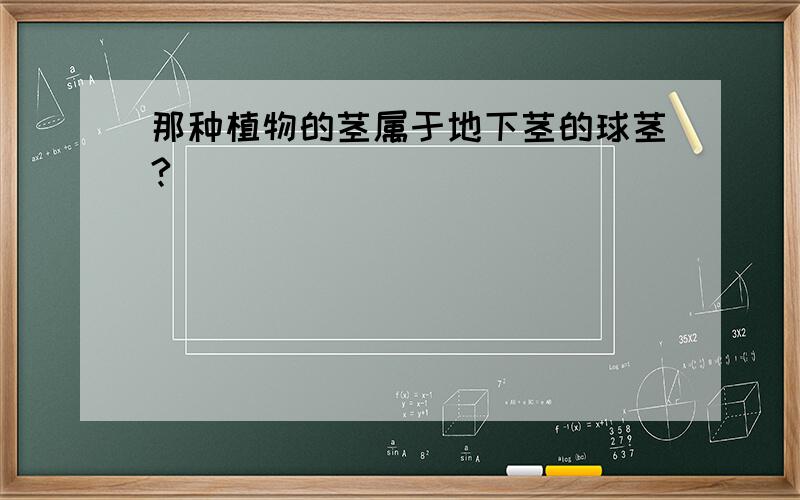 那种植物的茎属于地下茎的球茎?