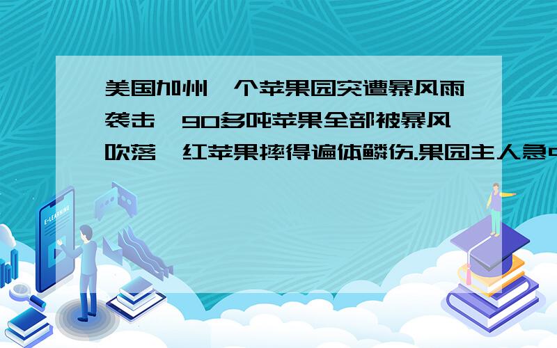 美国加州一个苹果园突遭暴风雨袭击,90多吨苹果全部被暴风吹落,红苹果摔得遍体鳞伤.果园主人急中生计,