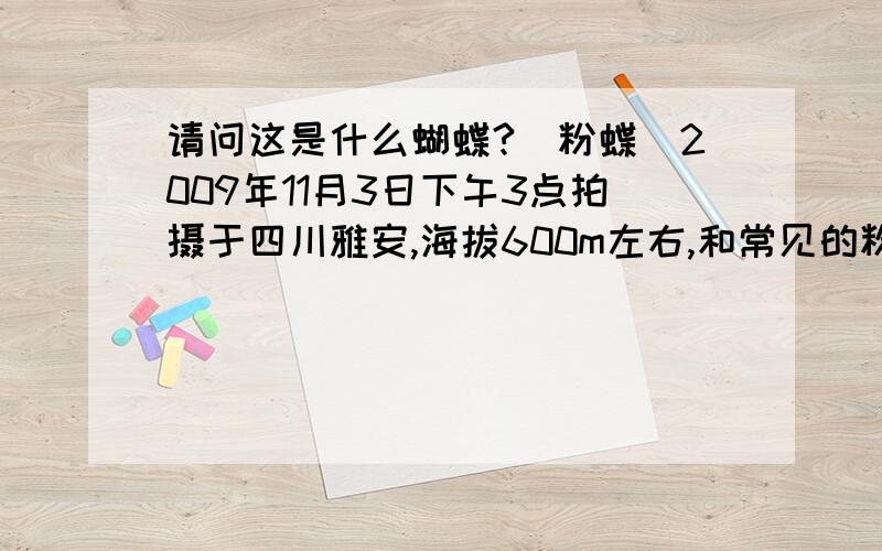 请问这是什么蝴蝶?（粉蝶）2009年11月3日下午3点拍摄于四川雅安,海拔600m左右,和常见的粉蝶类一样大,