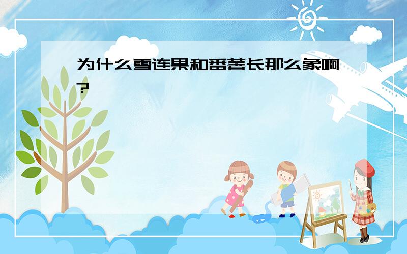 为什么雪连果和番薯长那么象啊?