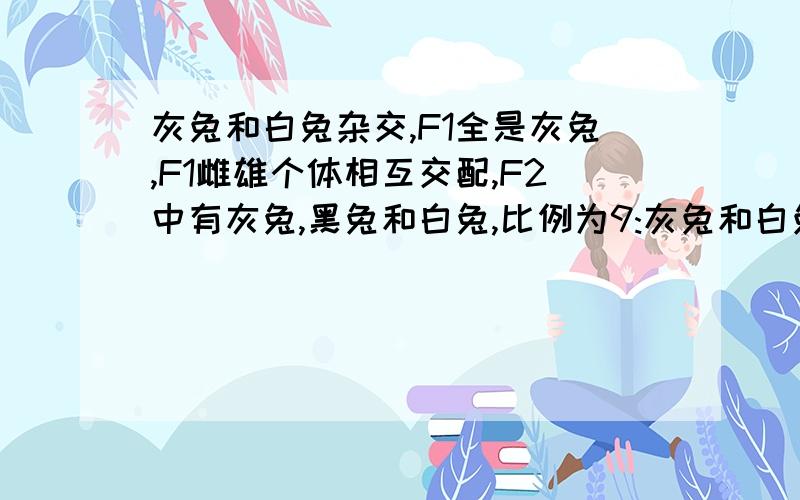 灰兔和白兔杂交,F1全是灰兔,F1雌雄个体相互交配,F2中有灰兔,黑兔和白兔,比例为9:灰兔和白兔杂交,F1全是灰兔,F1雌雄个体相互交配,F2中有灰兔、黑兔和白兔，比例为9:3:4,则（ ）家兔的毛色受