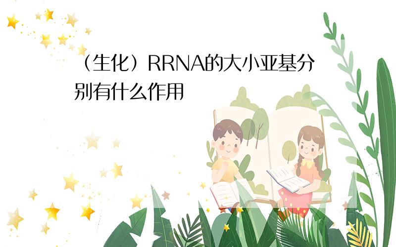 （生化）RRNA的大小亚基分别有什么作用