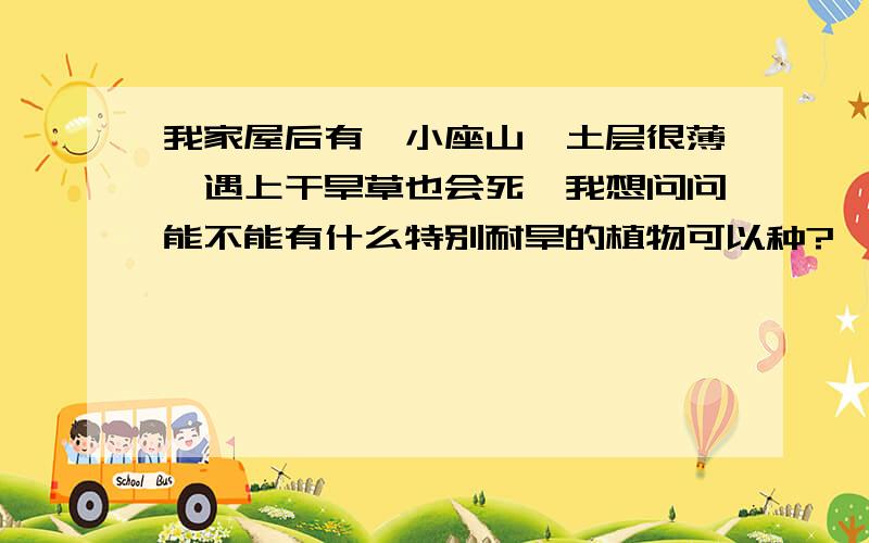 我家屋后有一小座山,土层很薄,遇上干旱草也会死,我想问问能不能有什么特别耐旱的植物可以种?