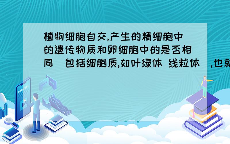 植物细胞自交,产生的精细胞中的遗传物质和卵细胞中的是否相同（包括细胞质,如叶绿体 线粒体）,也就是说,精细胞中是否有叶绿体中的遗传物质.