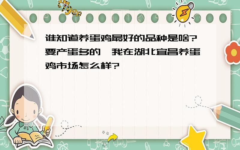 谁知道养蛋鸡最好的品种是啥?要产蛋多的,我在湖北宜昌养蛋鸡市场怎么样?