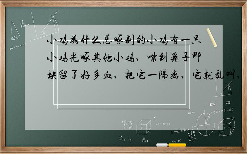 小鸡为什么总啄别的小鸡有一只小鸡光啄其他小鸡、嘴到鼻子那块留了好多血、把它一隔离、它就乱叫、可刚把它放回去,就啄别的小鸡--怎么回事啊==我好心疼啊、为什么一只这样、真的很