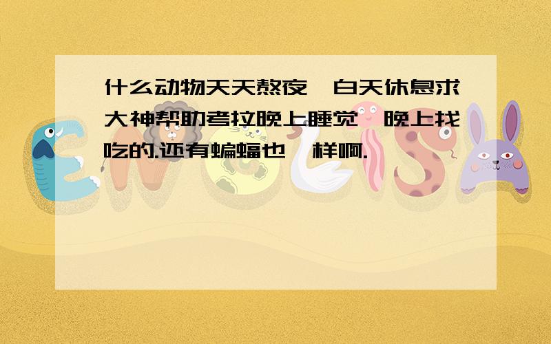 什么动物天天熬夜,白天休息求大神帮助考拉晚上睡觉,晚上找吃的.还有蝙蝠也一样啊.