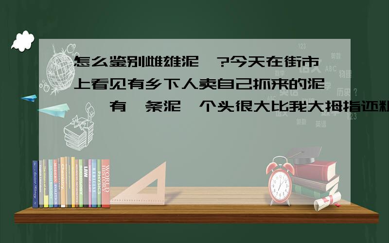 怎么鉴别雌雄泥鳅?今天在街市上看见有乡下人卖自己抓来的泥鳅,有一条泥鳅个头很大比我大拇指还粗,已经怀孕了,我想把他和一条雄泥鳅放生,让他们生很多小宝宝.我喜欢吃泥鳅但是我更希