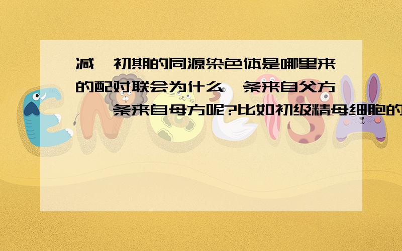 减一初期的同源染色体是哪里来的配对联会为什么一条来自父方,一条来自母方呢?比如初级精母细胞的,是上一代的吗?