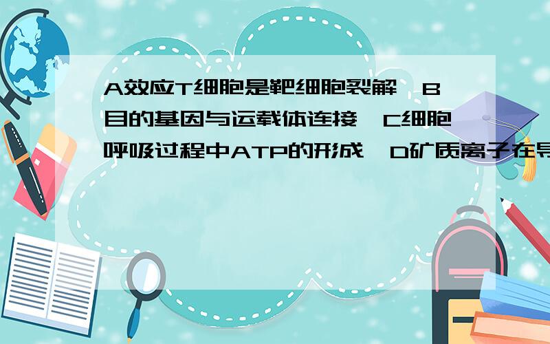 A效应T细胞是靶细胞裂解,B目的基因与运载体连接,C细胞呼吸过程中ATP的形成,D矿质离子在导管中向上运输