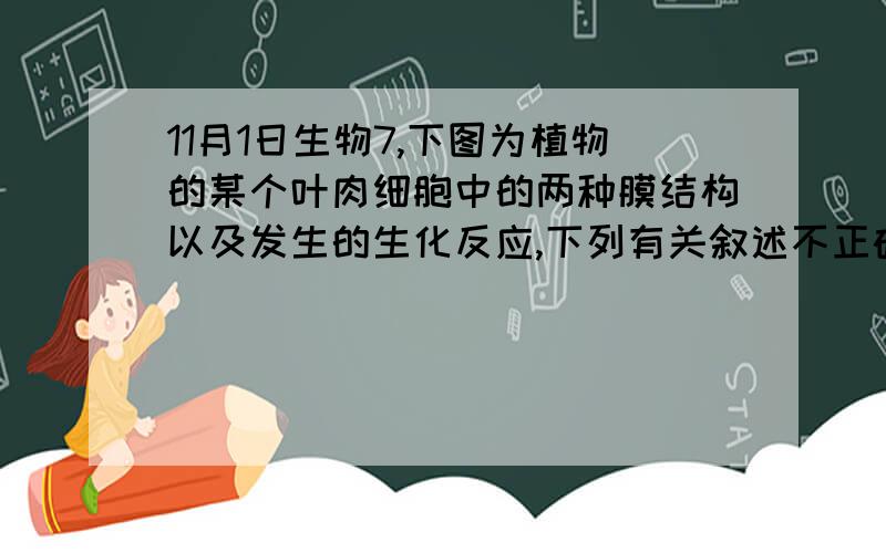 11月1日生物7,下图为植物的某个叶肉细胞中的两种膜结构以及发生的生化反应,下列有关叙述不正确的是A．图甲、乙中的两种生物膜分别存在于叶绿体和线粒体中B．图乙中的[H]主要来自于葡