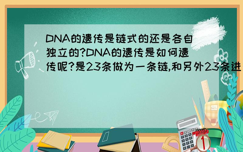 DNA的遗传是链式的还是各自独立的?DNA的遗传是如何遗传呢?是23条做为一条链,和另外23条进行配对?还是23条,各自独立进行配对?比如一个人DNA是 A1...A22X B1...B22Y 那么他的精子中的DNA应该是独立