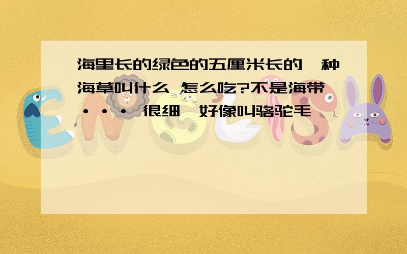 海里长的绿色的五厘米长的一种海草叫什么 怎么吃?不是海带··· 很细,好像叫骆驼毛