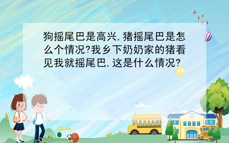 狗摇尾巴是高兴,猪摇尾巴是怎么个情况?我乡下奶奶家的猪看见我就摇尾巴,这是什么情况?