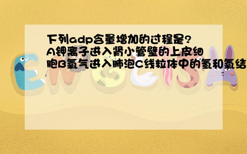 下列adp含量增加的过程是?A钾离子进入肾小管壁的上皮细胞B氧气进入肺泡C线粒体中的氢和氧结合D乙醇进入细胞内答案为A 我想知道为什么?