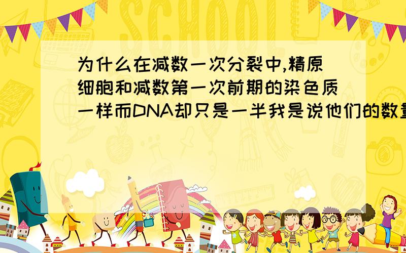 为什么在减数一次分裂中,精原细胞和减数第一次前期的染色质一样而DNA却只是一半我是说他们的数量