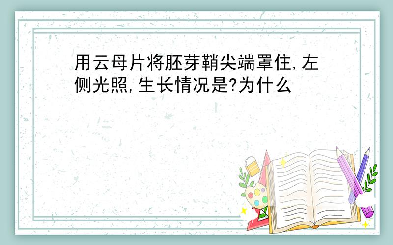 用云母片将胚芽鞘尖端罩住,左侧光照,生长情况是?为什么