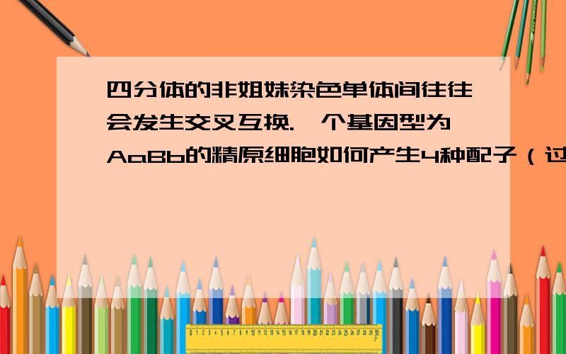 四分体的非姐妹染色单体间往往会发生交叉互换.一个基因型为AaBb的精原细胞如何产生4种配子（过程）?