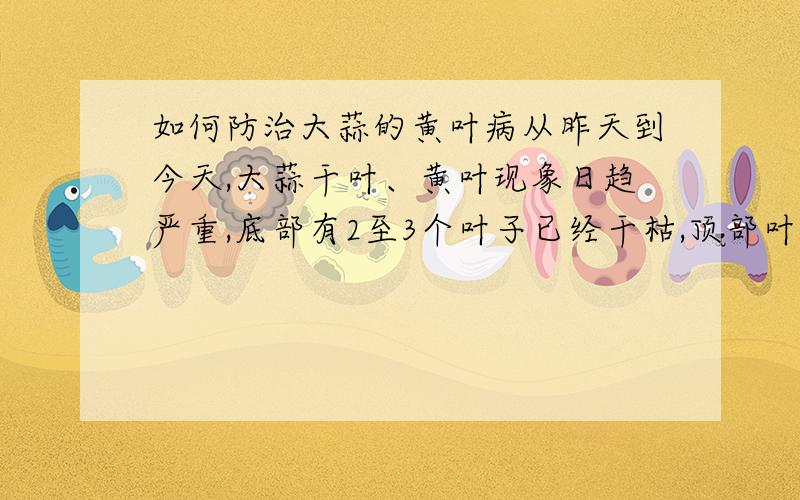 如何防治大蒜的黄叶病从昨天到今天,大蒜干叶、黄叶现象日趋严重,底部有2至3个叶子已经干枯,顶部叶尖开始发黄,中间部分也开始泛黄色,前几天的冻害部分已经发白,请问有什么办法可以治