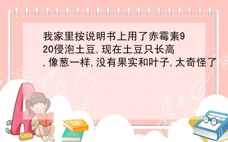 我家里按说明书上用了赤霉素920侵泡土豆,现在土豆只长高,像葱一样,没有果实和叶子,太奇怪了