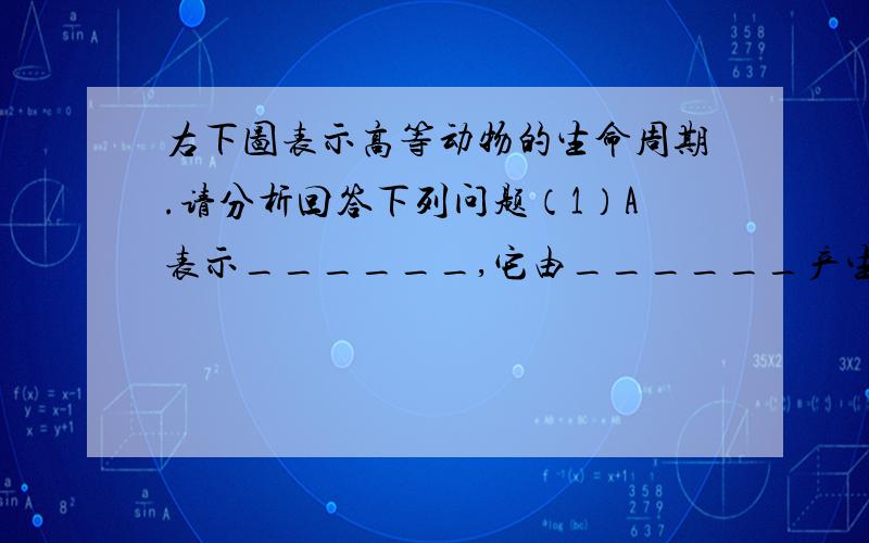 右下图表示高等动物的生命周期.请分析回答下列问题（1）A表示______,它由______产生.（2）①表示______作用.人类的该过程是在________中进行的.（3）若该图表示的是鸟类的生命周期,则②过程所