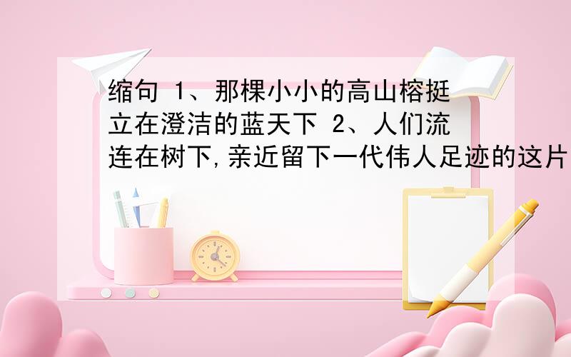 缩句 1、那棵小小的高山榕挺立在澄洁的蓝天下 2、人们流连在树下,亲近留下一代伟人足迹的这片土地.