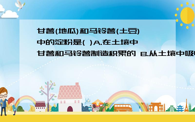 甘薯(地瓜)和马铃薯(土豆)中的淀粉是( )A.在土壤中甘薯和马铃薯制造积累的 B.从土壤中吸收的营养积累的C.由叶制造,再由茎运输而来的D.有根吸收运输而来的