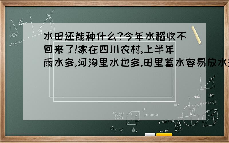 水田还能种什么?今年水稻收不回来了!家在四川农村,上半年雨水多,河沟里水也多,田里蓄水容易放水难,一般都种水稻.下半年雨水少了,河沟也差不多干了,都种油菜.可今年雨多风大,水稻倒了