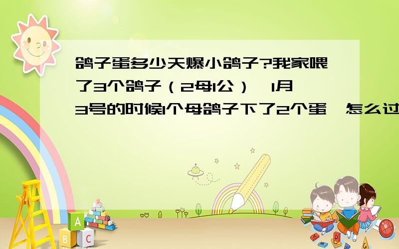 鸽子蛋多少天爆小鸽子?我家喂了3个鸽子（2母1公）,1月3号的时候1个母鸽子下了2个蛋,怎么过了18天还没小鸽子出来呢?难道不爆出来?　　　为什么还有1个母的不下蛋?