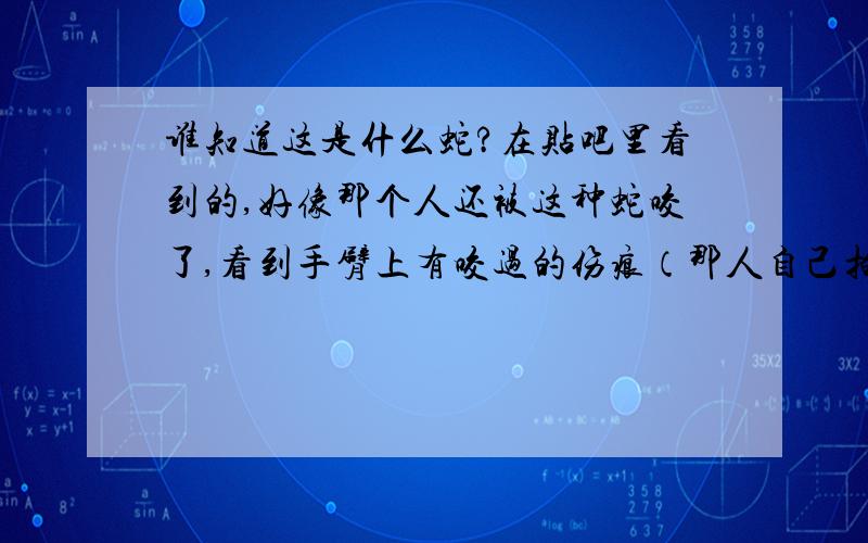 谁知道这是什么蛇?在贴吧里看到的,好像那个人还被这种蛇咬了,看到手臂上有咬过的伤痕（那人自己拍的）