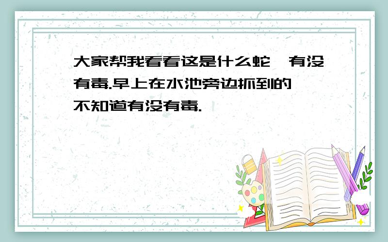 大家帮我看看这是什么蛇,有没有毒.早上在水池旁边抓到的,不知道有没有毒.