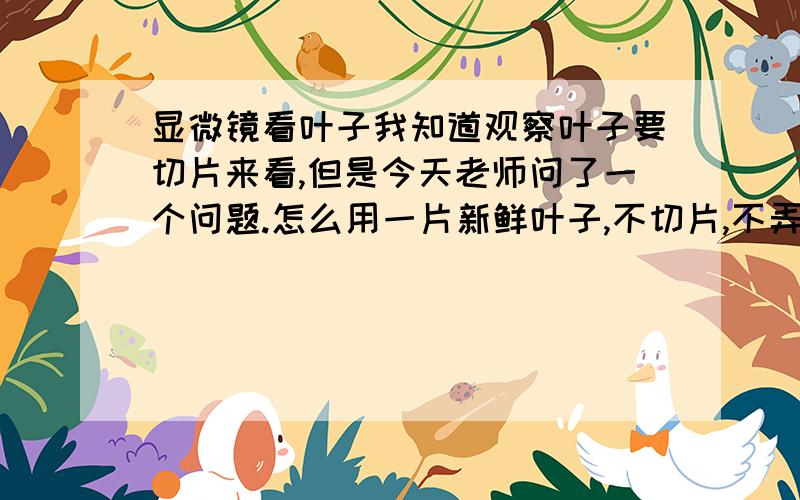 显微镜看叶子我知道观察叶子要切片来看,但是今天老师问了一个问题.怎么用一片新鲜叶子,不切片,不弄破的情况下,也能在显微镜下观察到叶子?（简单来说就是一片完整的叶子）老师给了提