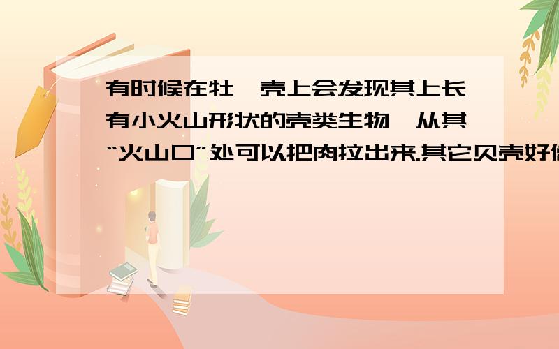 有时候在牡蛎壳上会发现其上长有小火山形状的壳类生物,从其“火山口”处可以把肉拉出来.其它贝壳好像也会当然它很小,肉也很小,几乎没法食用.