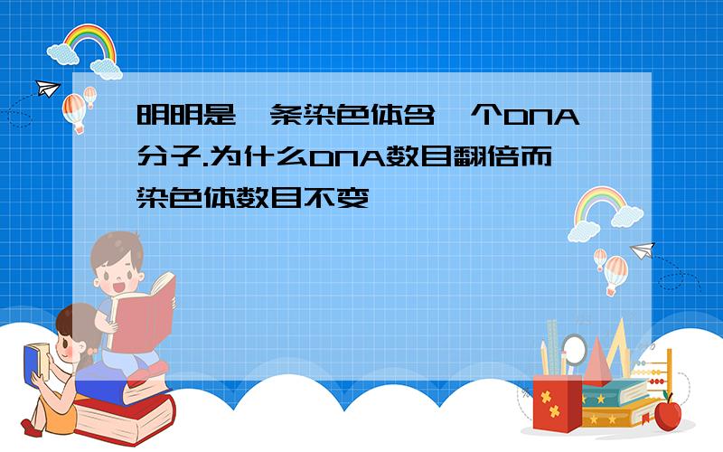 明明是一条染色体含一个DNA分子.为什么DNA数目翻倍而染色体数目不变