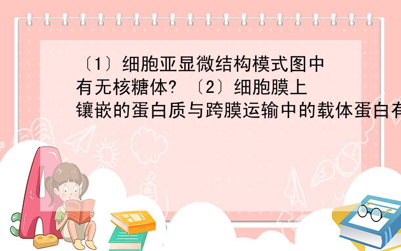 〔1〕细胞亚显微结构模式图中有无核糖体? 〔2〕细胞膜上镶嵌的蛋白质与跨膜运输中的载体蛋白有什么区别〔1〕细胞亚显微结构模式图中有无核糖体?〔2〕细胞膜上镶嵌的蛋白质与跨膜运输