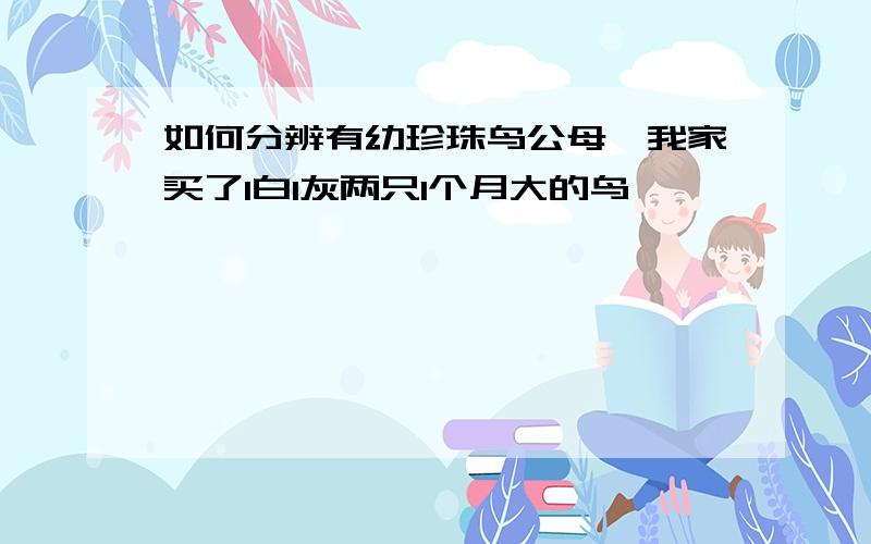 如何分辨有幼珍珠鸟公母,我家买了1白1灰两只1个月大的鸟