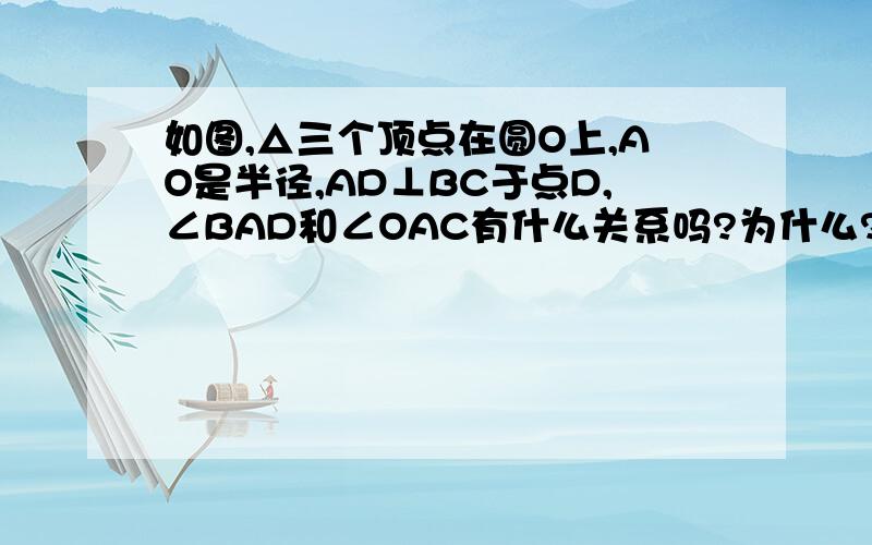 如图,△三个顶点在圆O上,AO是半径,AD⊥BC于点D,∠BAD和∠OAC有什么关系吗?为什么?