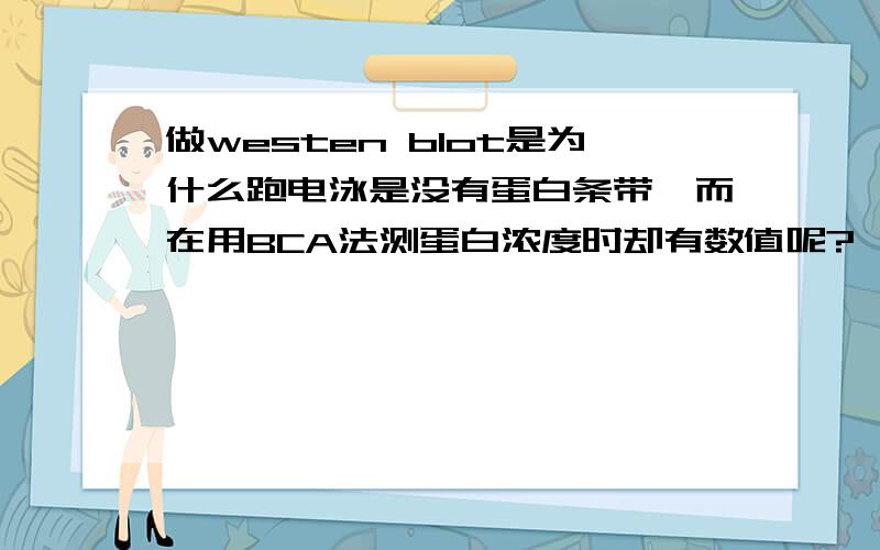 做westen blot是为什么跑电泳是没有蛋白条带,而在用BCA法测蛋白浓度时却有数值呢?