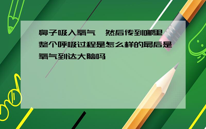 鼻子吸入氧气,然后传到哪里,整个呼吸过程是怎么样的最后是氧气到达大脑吗