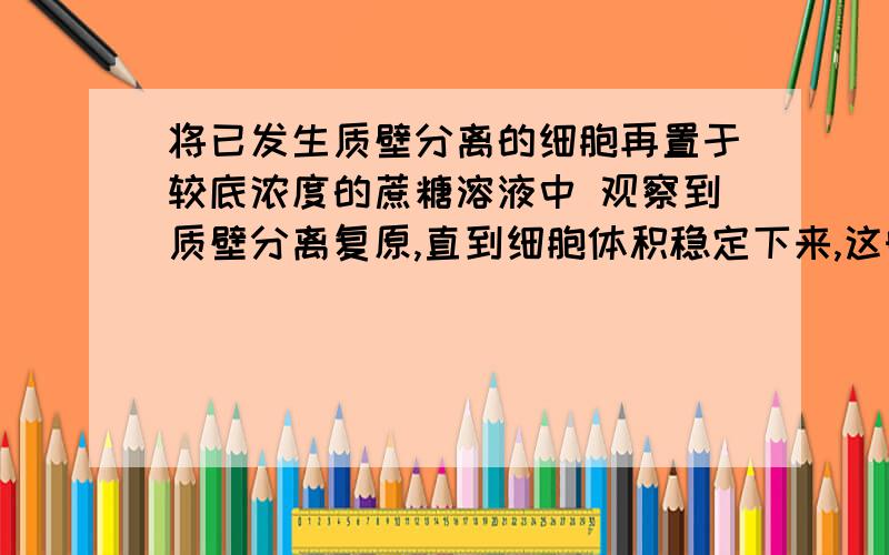 将已发生质壁分离的细胞再置于较底浓度的蔗糖溶液中 观察到质壁分离复原,直到细胞体积稳定下来,这时对 复原状的细胞来说,可以肯定细胞液和外界溶液浓度相同么?