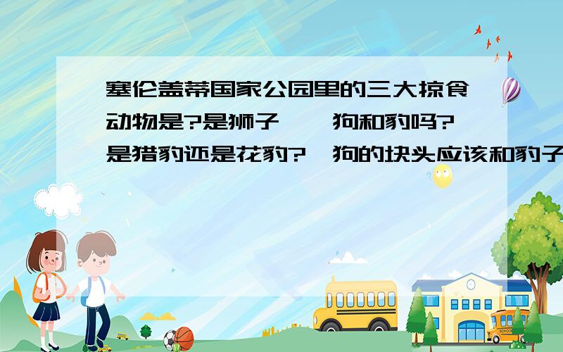 塞伦盖蒂国家公园里的三大掠食动物是?是狮子、鬣狗和豹吗?是猎豹还是花豹?鬣狗的块头应该和豹子差不多吧?那么单独相遇一般谁先会主动走开呢?那个 就改为大型掠食动物