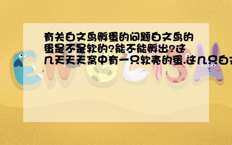 有关白文鸟孵蛋的问题白文鸟的蛋是不是软的?能不能孵出?这几天天天窝中有一只软壳的蛋.这几只白文鸟好像不喜欢草编的窝,喜欢有泥的花盆,有什么更好的窝?下蛋的白文鸟要喂些什么好?图