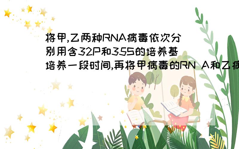 将甲,乙两种RNA病毒依次分别用含32P和35S的培养基培养一段时间,再将甲病毒的RN A和乙病毒的蛋白质组成另一种病毒丙,再用丙病毒去感染寄主细胞,寄主便裂解释放的病毒的RNA和蛋白质分别为A