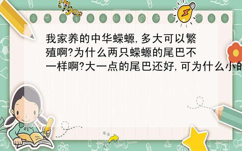 我家养的中华蝾螈,多大可以繁殖啊?为什么两只蝾螈的尾巴不一样啊?大一点的尾巴还好,可为什么小的那只尾巴靠后部分上面有缺口啊?两只蝾螈我养了快两年了,大的算上尾巴9厘米了,小的7厘